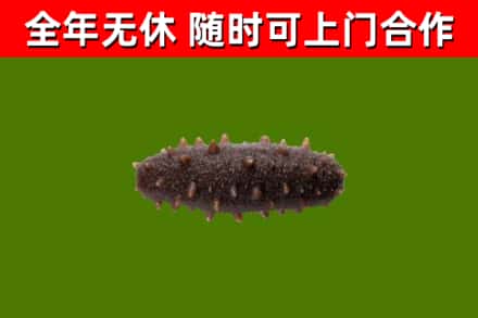桓台县回收海参干